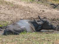Büffel suhlt sich in Schlammkuhle - Büffelreservat Zalakomár